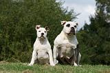 BOULEDOGUE AMERICAIN 272